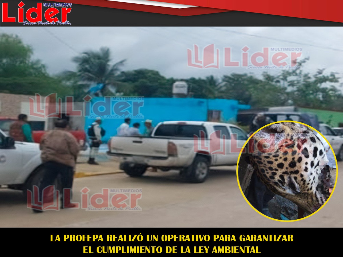 Cazan y desuellan a un jaguar en Campeche