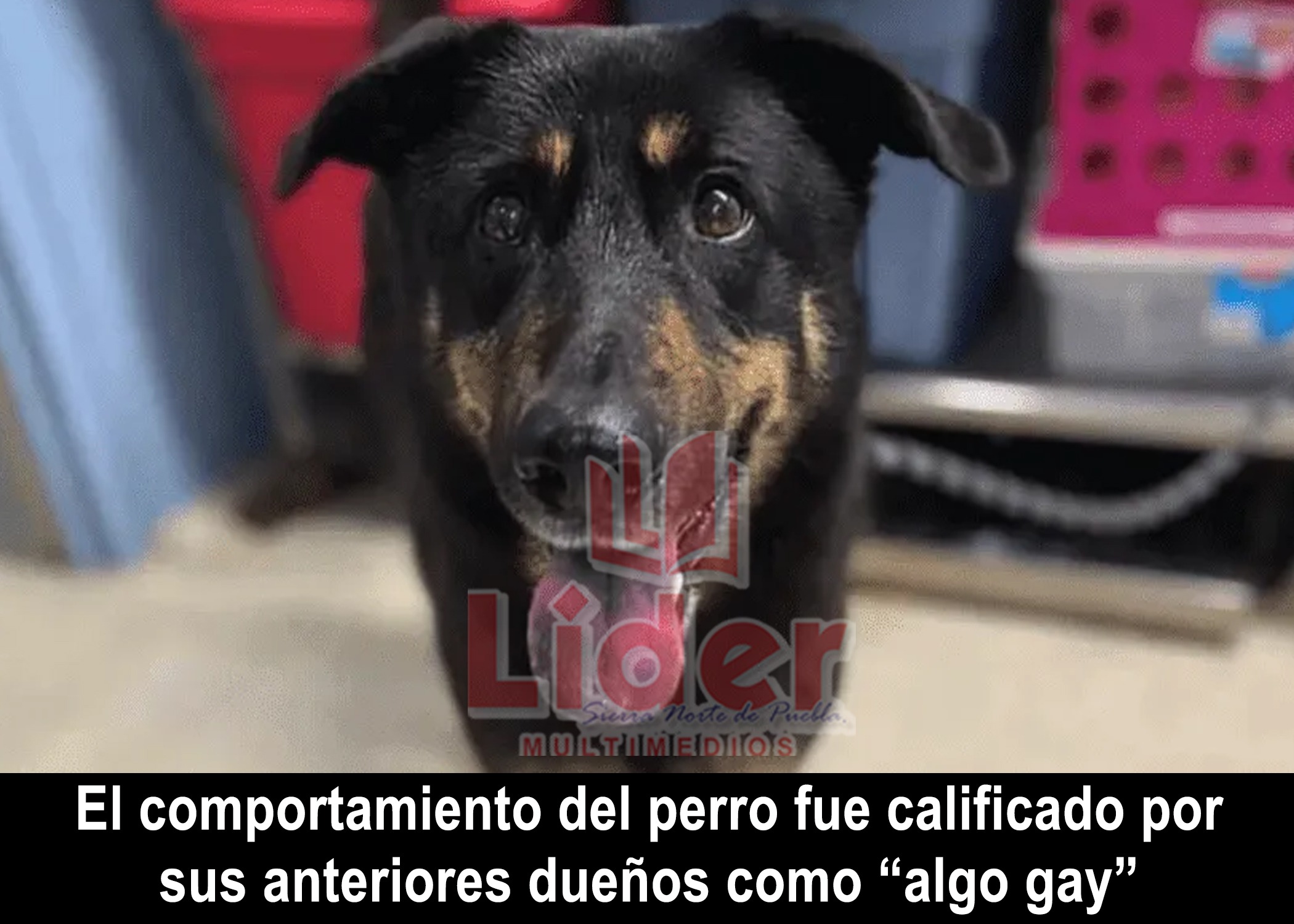 Abandonan a su perro por presuntamente ser «gay»