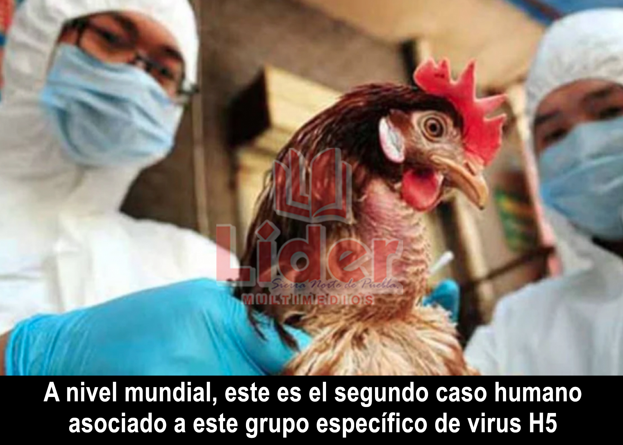 Se registra el primer caso de gripe aviar H5 en Estados Unidos
