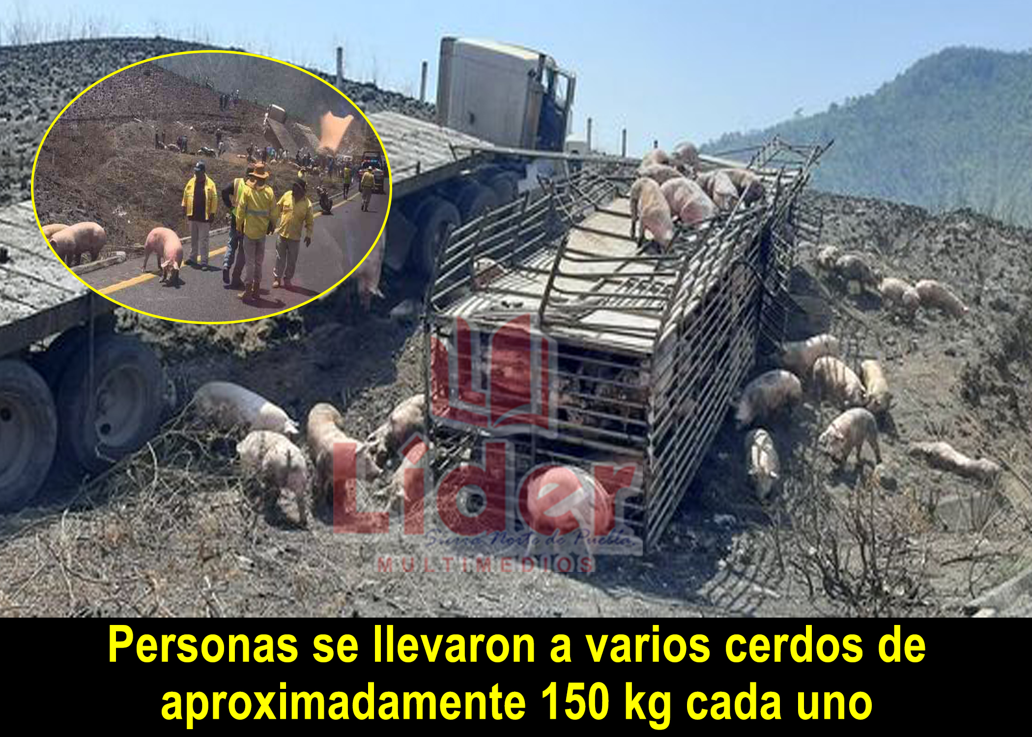 Tráiler que transportaba cerdos sufre accidente en la autopista Puebla-Córdoba; lugareños realizaron rapiña