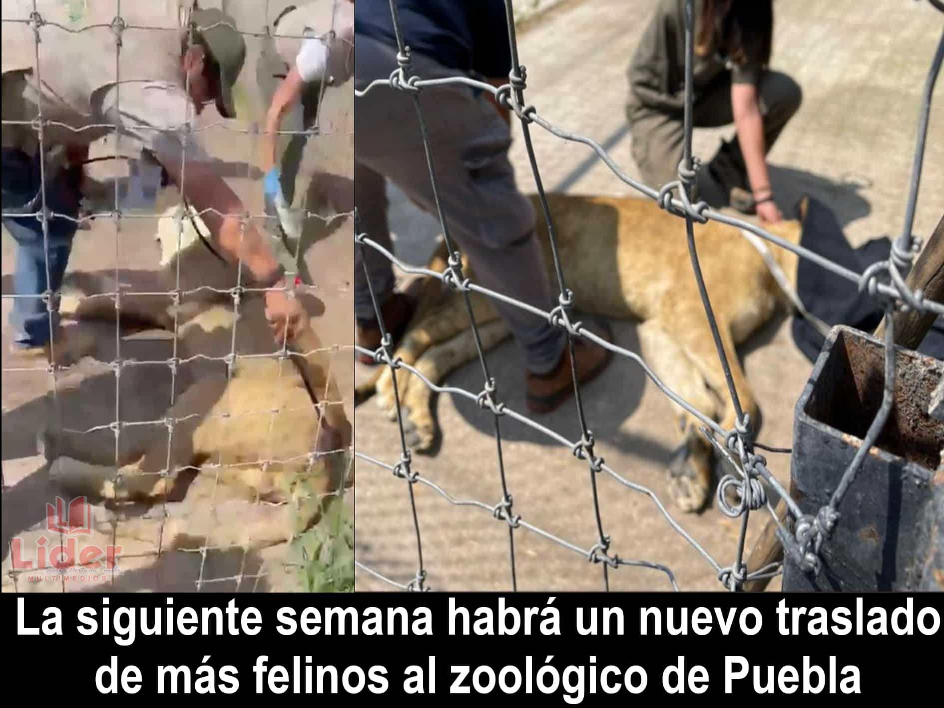 12 felinos rescatados del santuario Black Jaguar-White Tiger llegan al zoológico de Puebla
