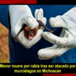Niño pierde la vida tras ser atacado por murciélagos con rabia