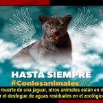 Muere jaguar cachorra tras ser inundada con supuesta agua contaminada