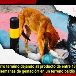 Perro se paseaba con un feto en el hocico en calles de Puebla