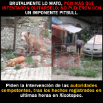 El brutal ataque de un pitbull: mató a un pequeño perro en la Colonia El Tabacal, Xicotepec.